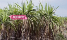 从凭经验到“慧”种田 广西蔗田里算出产业“甜账本”