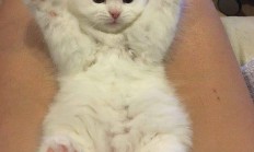 竞相提升“含基量” 券商财富管理加速转型