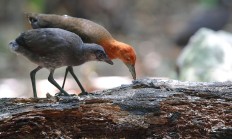 全球科技早参丨复活灭绝生物不再是梦想