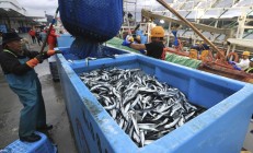 开渔季到来 上市公司鼎力相助海洋渔业