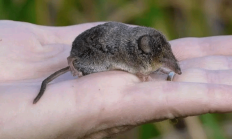 全球科技早参丨研究人员利用人类细胞培养出人造鼠肺