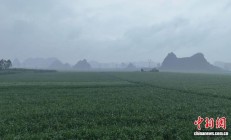 从凭经验到“慧”种田 广西蔗田里算出产业“甜账本”