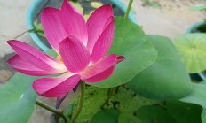 深证氢能、深证绿色农牧等2条指数 将于8月15日发布