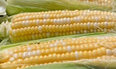 鸡蛋、玉米淀粉、生猪期权上市一周年 产业参与有序 功能稳步发挥