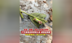 剧痛！别碰！别揉！近期这种毒虫频现，有人一不小心就中招了！